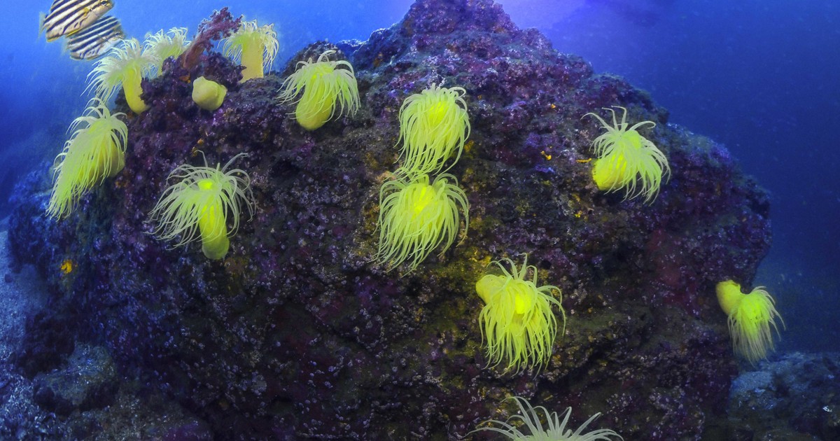 eye：海中で輝く生き物たち [写真特集1/21] | 毎日新聞