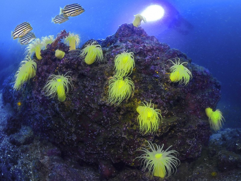 深海松のサンゴ Yahoo!オークション - 5044/dt/01.05 海松 深海松 サンゴ 珊瑚 レイン