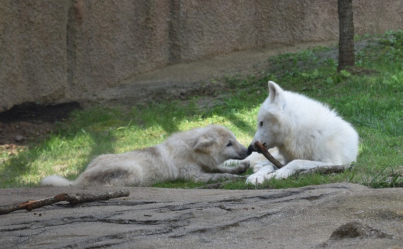 幻の白いオオカミ」の子、12日から一般公開 那須どうぶつ王国 | 毎日新聞