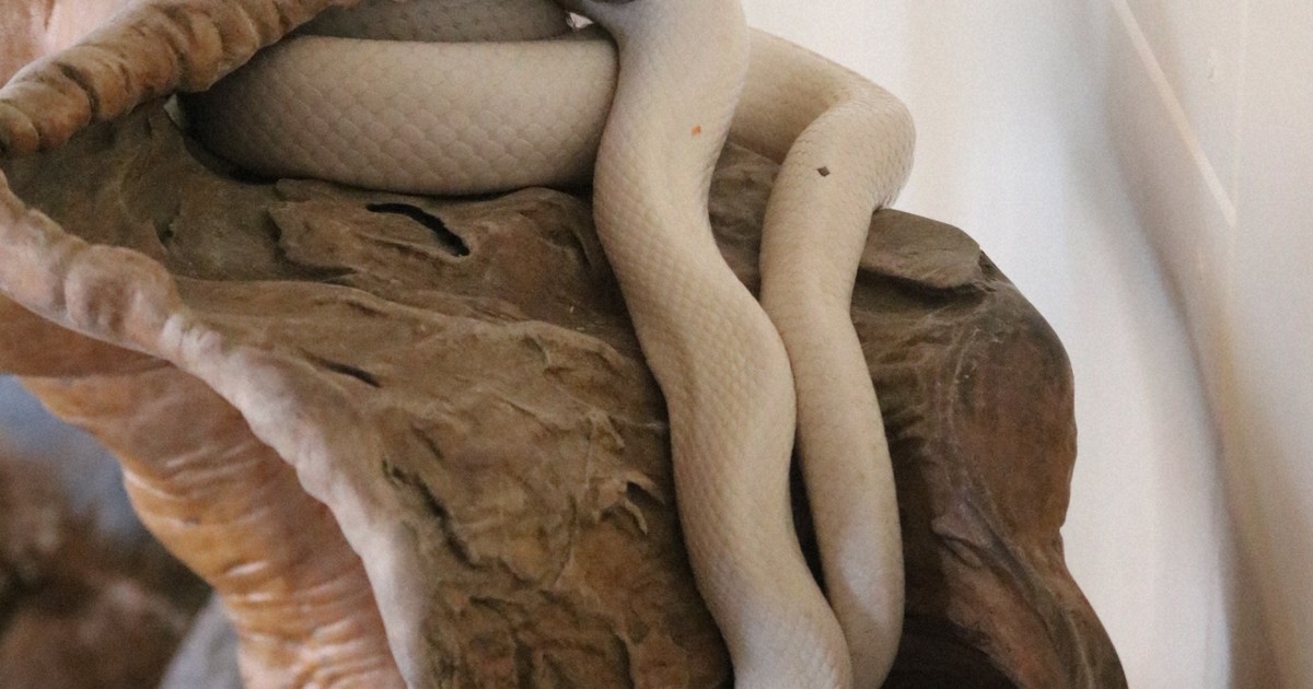 Special serpents: 10 white snakes hatch at Fukuoka Pref. shrine
