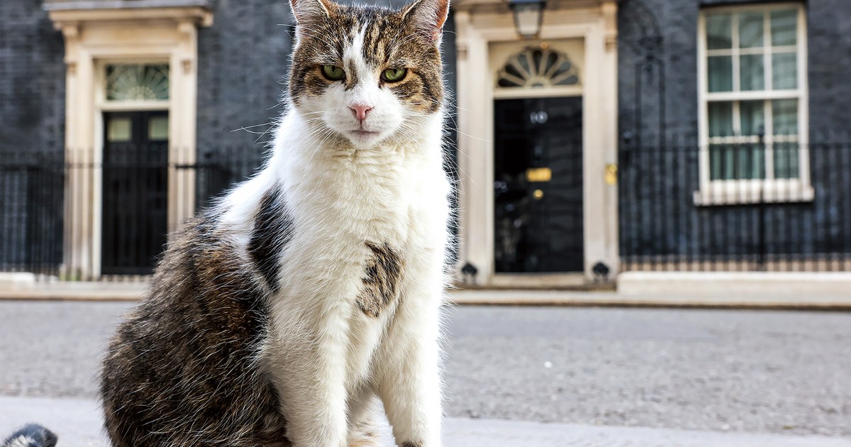 Farewell to a Feline Icon: British PM’s Office Bids Emotional Adieu to Beloved Cat Motomi Sakai