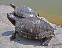 Turtles are pictured in this file photo provided by the Ministry of the Environment.