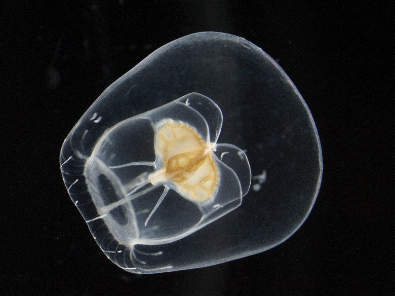 国内初確認 トンボダマクラゲ 佐世保・水族館 18年に採集 「九十九島の