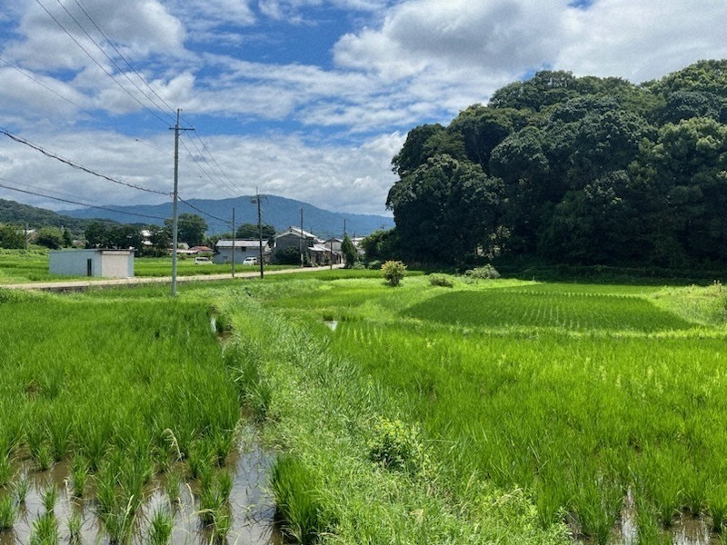 散歩日和：奈良凸凹編 大倭／2（奈良県桜井市） 卑弥呼に重なる伝説