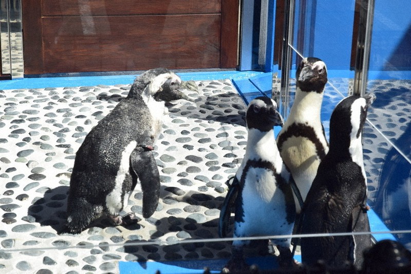 かわいい ケープペンギン4羽お披露目 すさみ・エビとカニの水族館
