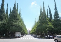 Ginkgo trees are seen along an avenue in the Meiji Jingu Gaien area in Tokyo's Shinjuku Ward on Sept. 9, 2024. (Mainichi/Shunsuke Yamashita)