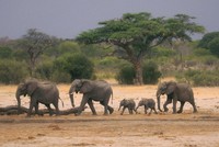  A herd of elephants make their way through the Hwange National Park in Zimbabwe, in search of water, on Nov. 10, 2019. (AP Photo, File)