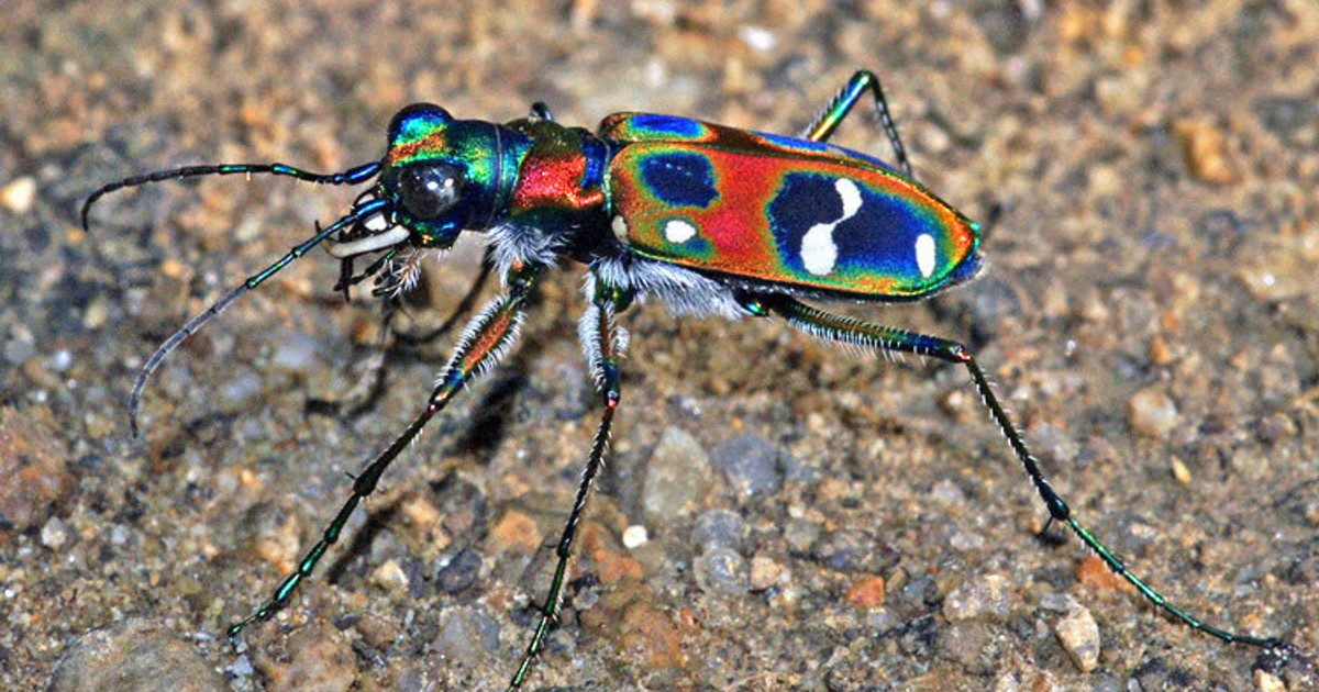 伊丹市昆虫館むしばなし：／54 ハンミョウ 虹色に輝き、道案内も