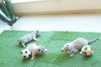 This photo provided by Izu Animal Kingdom shows three white tiger cubs unveiled to press at the facility in Higashiizu, Shizuoka Prefecture, on Sept. 18, 2024. 