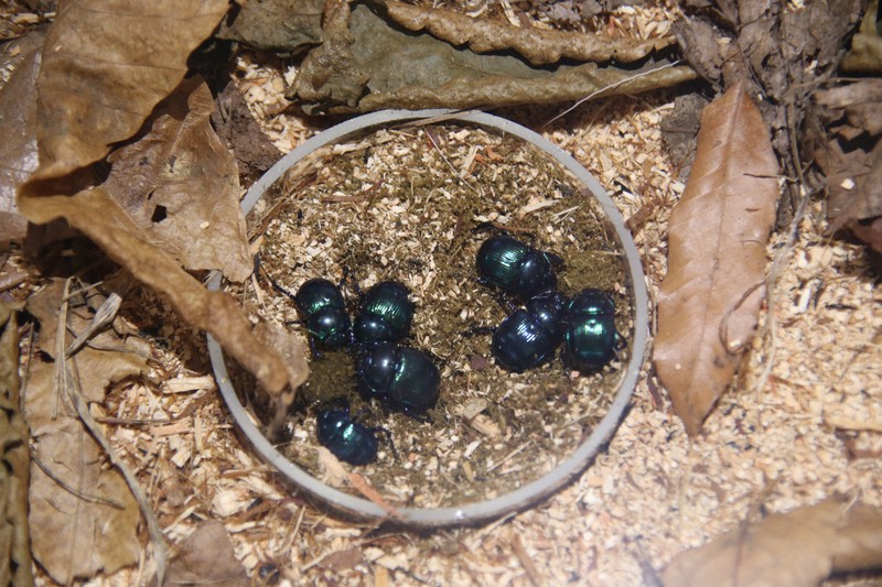 うんこ虫」と過ごした4年間 絵本作家が面白いと思ったこと | 毎日新聞