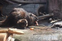 A baby American beaver born on Aug. 15, front, and its parent are seen at Nasu Animal Kingdom in Nasu, Tochigi Prefecture, on Sept. 11, 2024. (Mainichi/Yuko Fujita)