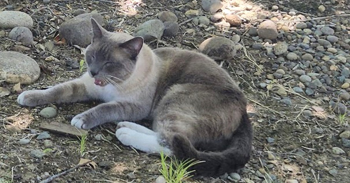 行方不明の猫、1450キロの旅 独力で家に戻ろうとした? 米西部 | 毎日新聞