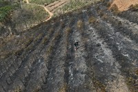 Coffee producer Joao Rodrigues Martins inspects his plantation consumed by wildfires in a rural area of Caconde, Sao Paulo state, Brazil, on Sept. 18, 2024. (AP Photo/Andre Penner)