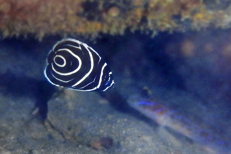 水中写真連載 So Blue：「渦巻き」から「しま模様」へ 「タテキン」が