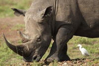 A black rhino, on the Red List of Threatened Species according to IUCN (International Union for Conservation of Nature), eats grass at Nairobi National Park, on the outskirts of Nairobi, on Jan. 31, 2024 in Nairobi, Kenya. (AP Photo/Brian Inganga, File)