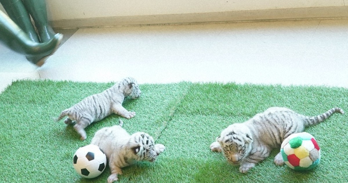 ホワイトタイガーの三つ子、すくすく 静岡・伊豆アニマルキングダム