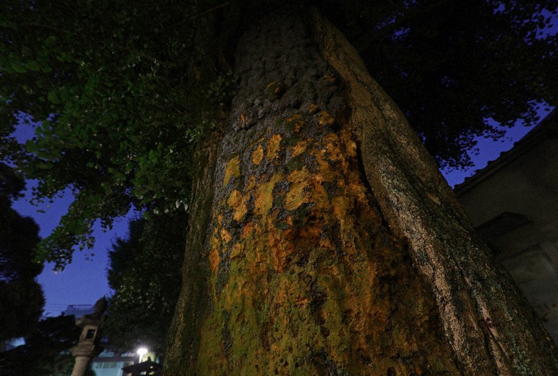 燃える樹 戦後80年へ：「戦災樹木」物言わぬ語り部 空襲で傷、23区内に210本