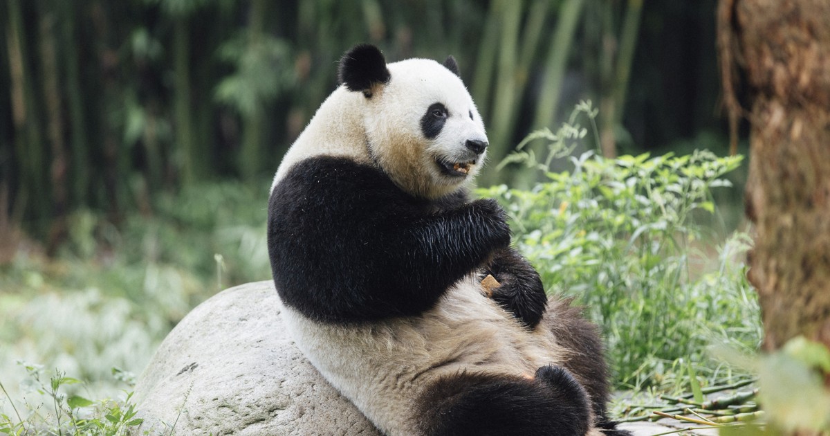 中国から香港にパンダ2頭到着 当局は「絆」強調する狙いか | 毎日新聞