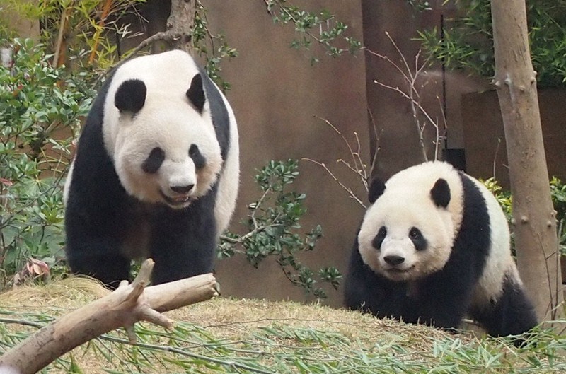 毎小ニュース：社会 2頭のパンダ、中国へ（その2止） 愛され続ける