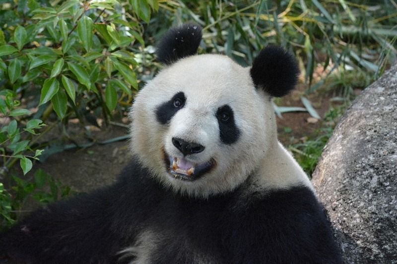毎小ニュース：社会 2頭のパンダ、中国へ（その1） 生まれ故郷