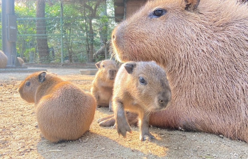 ◆カピバラ子◆ 走ったり 泳いだり 愛くるしい姿 カピバラの三つ子 すくすく成長 海の