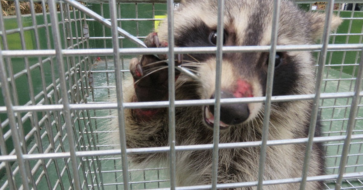 この顔見たら…通報受け付け アライグマ出没増 神戸市 捕獲おり倍加へ