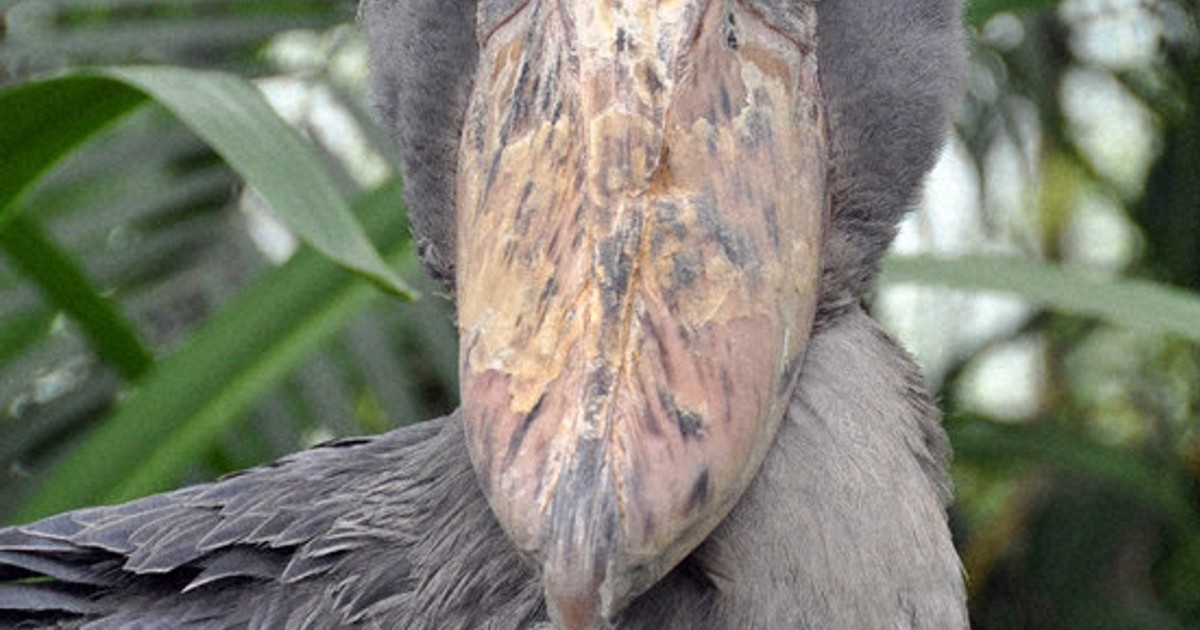 動かない雌”動かして 神戸どうぶつ王国 ハシビロコウ繁殖試行 来月27日
