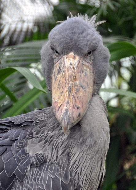 動かない雌”動かして 神戸どうぶつ王国 ハシビロコウ繁殖試行 | 毎日新聞