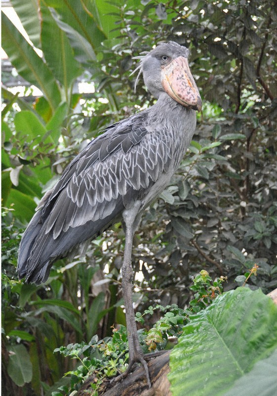 動かない雌”動かして 神戸どうぶつ王国 ハシビロコウ繁殖試行 | 毎日新聞