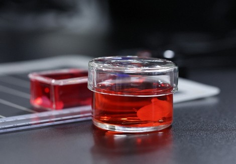 In Photos: Miniature heart, cardiac muscle sheet made of iPS cells unveiled in Japan