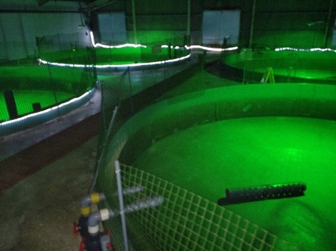 Aquaculture tanks are seen empty after a large number of Kasado flounder died at the Kudamatsu City Center for Stock Enhancement, in the city of Kudamatsu, Yamaguchi Prefecture, on Oct. 1, 2024. (Mainichi/Yoshiyuki Mineshita) 