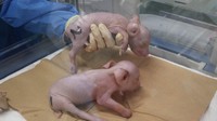 This file photo provided by Kawasaki, Kanagawa Prefecture-based PorMedTec Co. shows a pair of genetically modified piglets with internal organs intended for transplantation into humans.