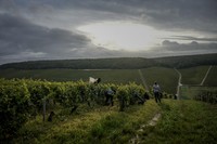 Grape-pickers harvest Chardonnay grapes at Domaine Lavantureux vineyards in Chablis, the Burgundy region of France, on Sept. 25, 2024. (AP Photo/Aurelien Morissard)
