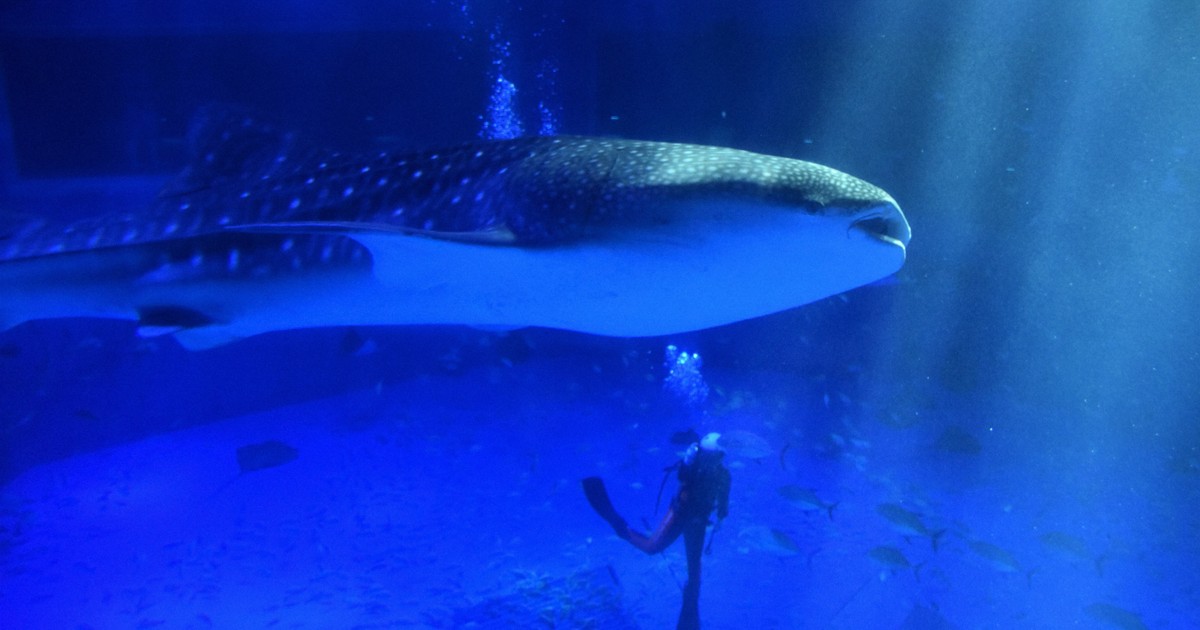 シンボル復活へ 被災したのとじま水族館、ジンベエザメ展示再開