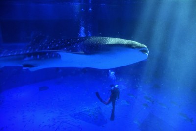 シンボル復活へ 被災したのとじま水族館、ジンベエザメ展示再開 | 毎日新聞