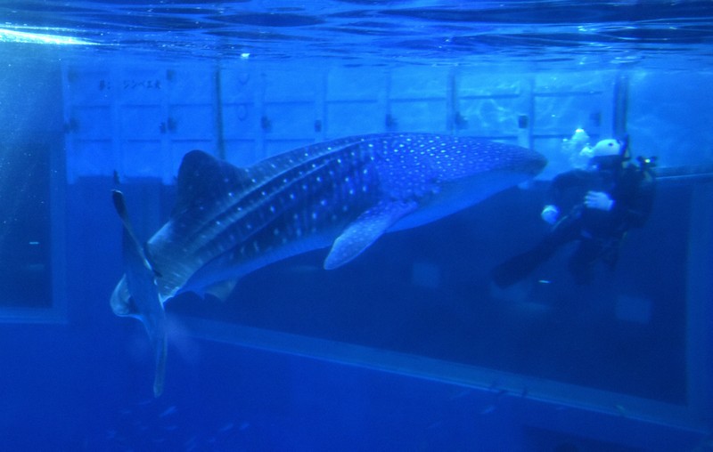 水族館4☆石川★のとじま水族館9☆ジンベイザメ★記念メダル☆茶平 石川県【のとじま水族館】 記念メダル | 記念メダル図鑑