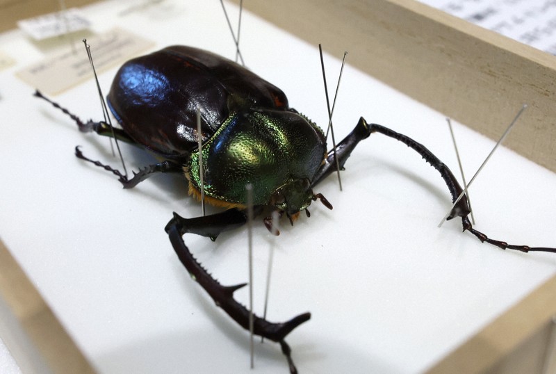 24色のペン：やんばるの新たな守り手＝喜屋武真之介 | 毎日新聞