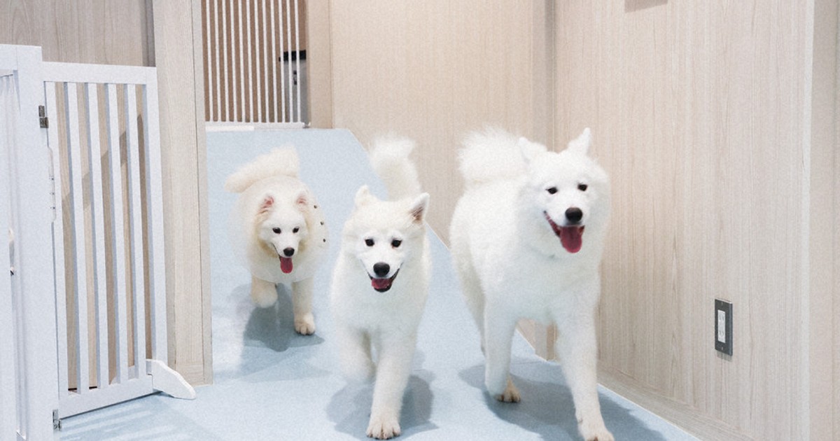 おいもちゃん 中古 100% Slendale Tokyo サモエド好き必見！原宿「Samoyed lounge moffu」が「サモエドカフェ