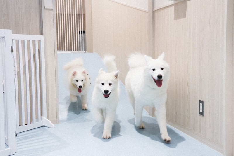 dog様確認用 ドッグイ 