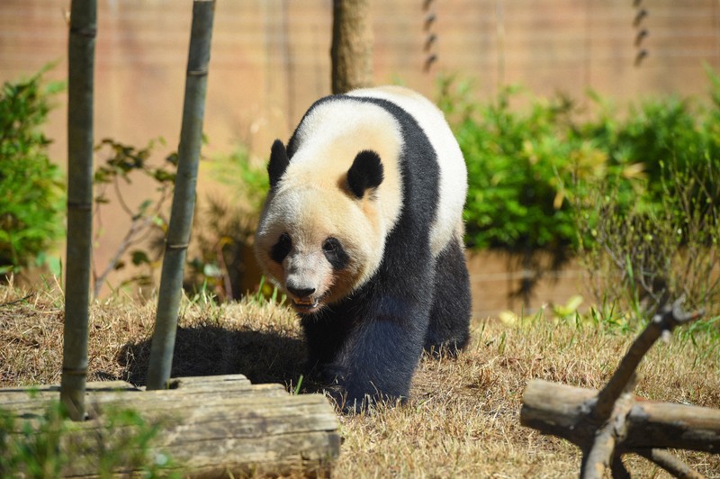 平成30年発行 みんなの上野動物園Vol.63 ジャイアントパンダ特集 
