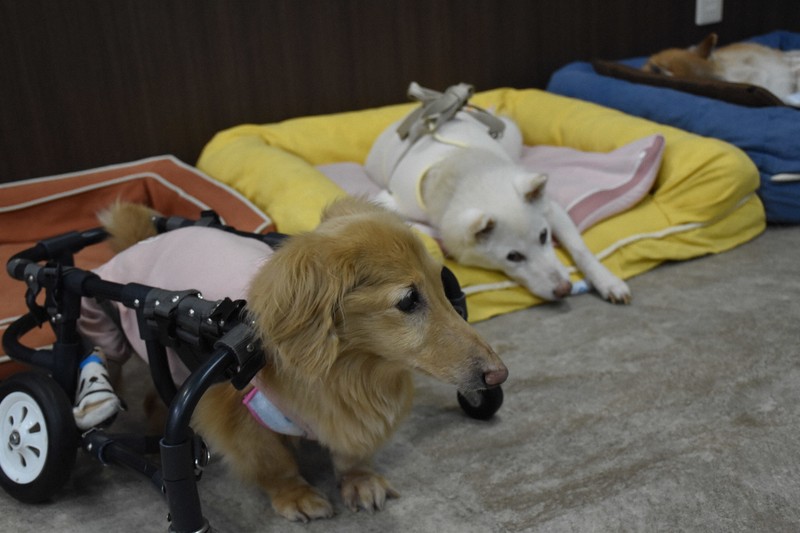 Dog lifespan in Japan up by 0.75 years since 2010; owners face 'elderly