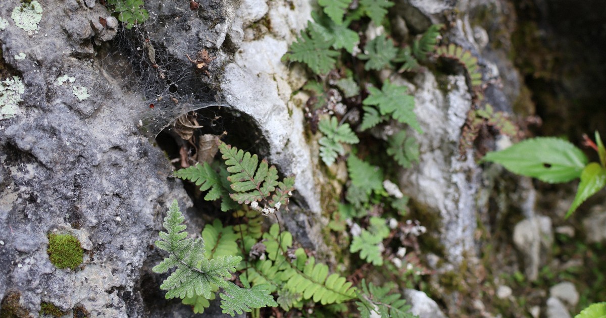 シダ (品種不明) 5株 シダ（品種不明） | ロクイチ植物店 ワケアリ 小