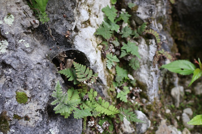 希少シダ植物「イワウラジロ」が消滅危機 種の保存法がネックに? [写真