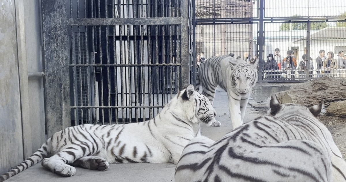 ホワイトタイガーの双子、すくすく1歳 宇都宮動物園で誕生会 | 毎日新聞