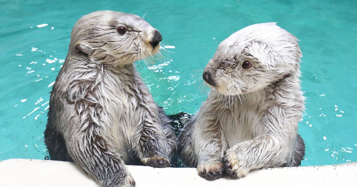 ふるさと納税返礼品でラッコの独り占め 三重・鳥羽市が発表 | 毎日新聞