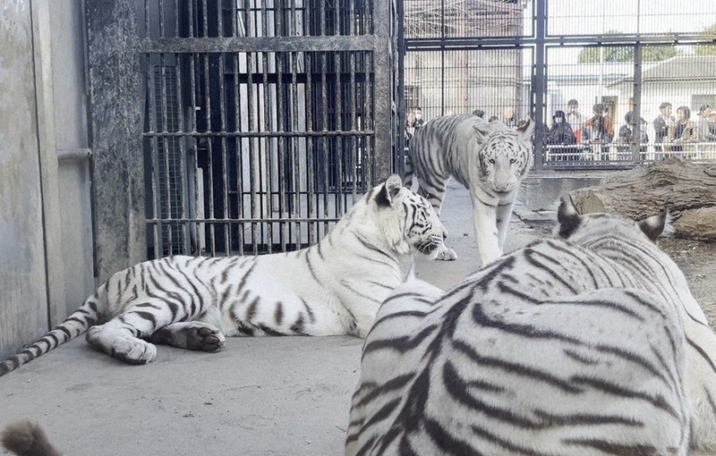 ホワイトタイガー、双子1歳 特製すし、ぺろり 成長お祝い 宇都宮動物園