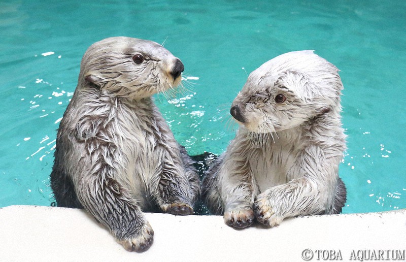 ラッコのメイキラひとり占め♡ 鳥羽市ふるさと納税返礼品 朝の水族館で