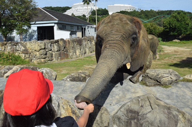長い鼻でサツマイモつかんでパクリ 和歌山の児童、ゾウにプレゼント