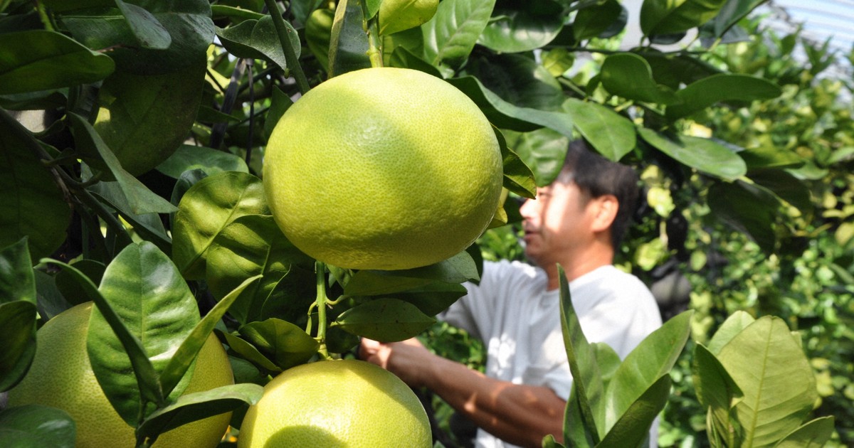 Easy Japanese news in translation Harvest of 'crystal' pomelos at peak