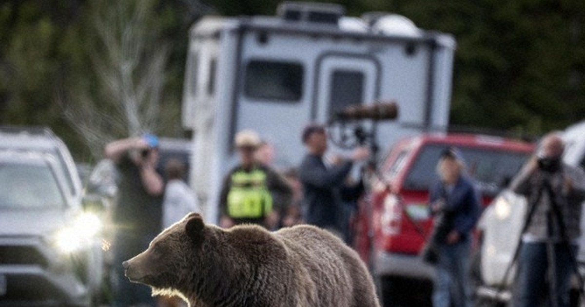 クマ 楽天市場】【新作!! リボン付き】【HUGFUN】コストコ テディベアー